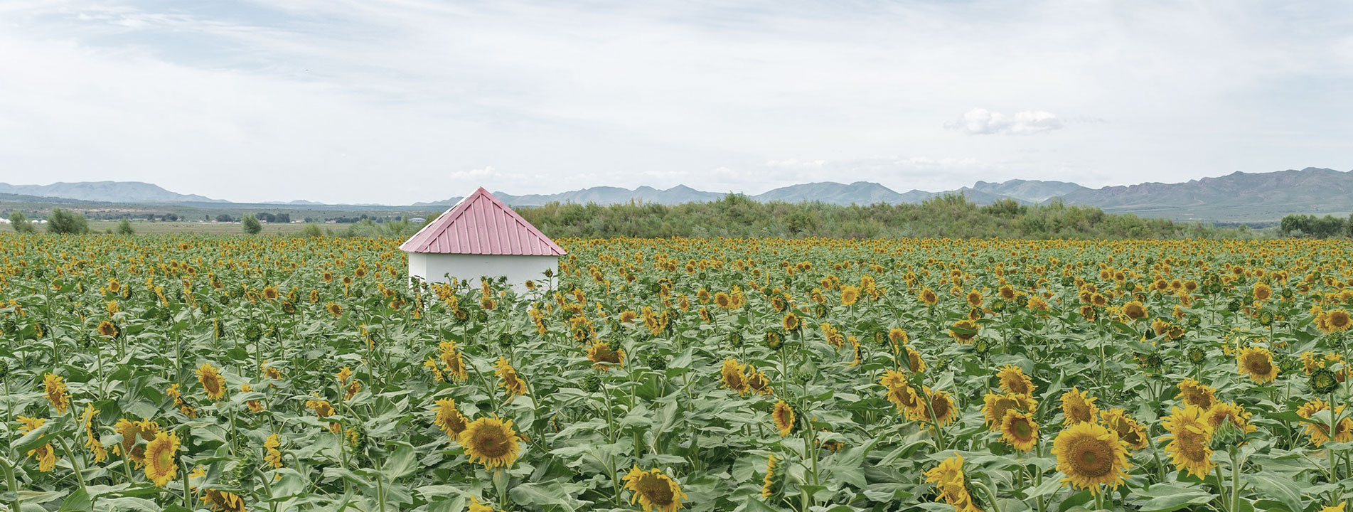 kleines Haus im Sonnenblumenfeld